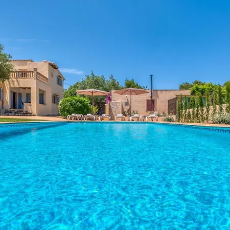 Olivo De Son Jaumell * Cala Ratjada (Mallorca)